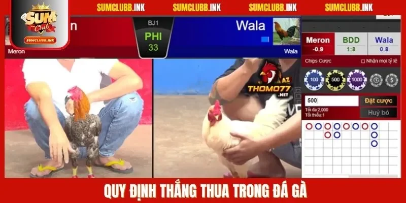 Quy định thắng thua trong đá gà