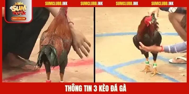 Thông tin 3 kèo đá gà