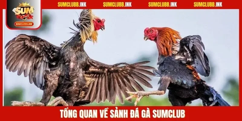 Tổng quan về sảnh đá gà SUMCLUB